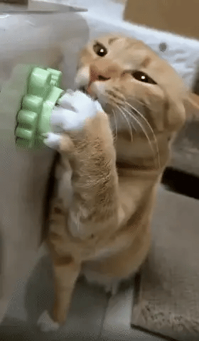 Katzenminze Spielball – Interaktives Catnip Spielzeug für Katzen zur Beschäftigung
